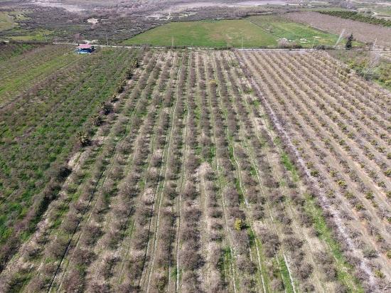 Eskiköy'de Göl Manzaralı 16.710m2 Satılık Nar Bahçesi