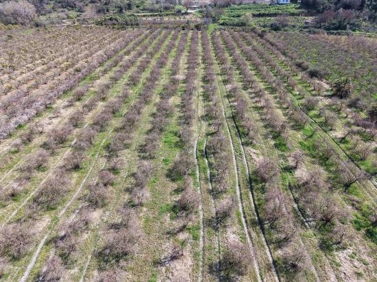 Eskiköy'de Göl Manzaralı 16.710m2 Satılık Nar Bahçesi