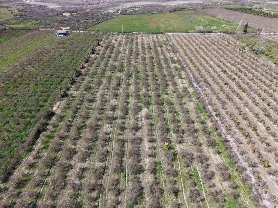 Eskiköy'de Göl Manzaralı 16.710m2 Satılık Nar Bahçesi