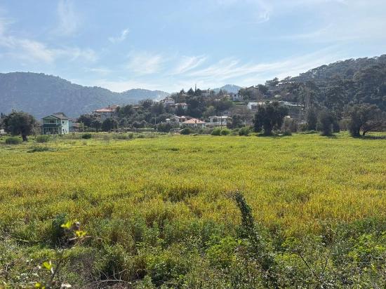 Köyceğiz Çandır Köyü'de Hisseli Rızai Taksimli 2.023m2 Satılık Tarla