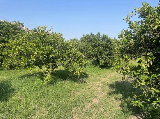 Dalyan Gülpınar'da 722m2 Satılık Arsa