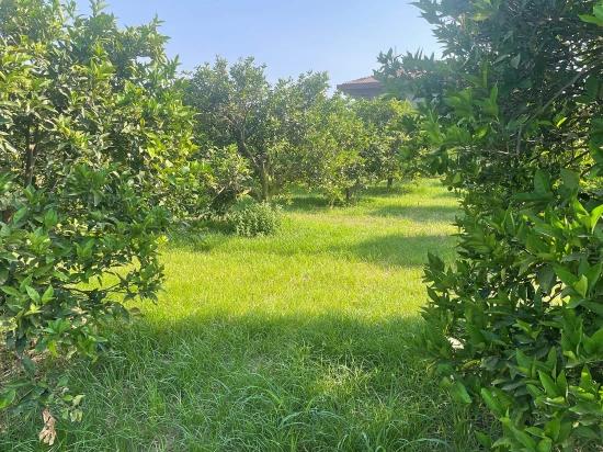 Dalyan Gülpınar'da 722m2 Satılık Arsa