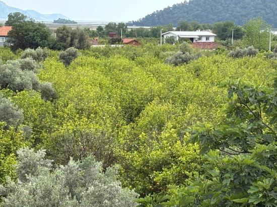 Çandır'da Deniz Ve Göl Manzaralı 1.721m2 Satılık Tarla