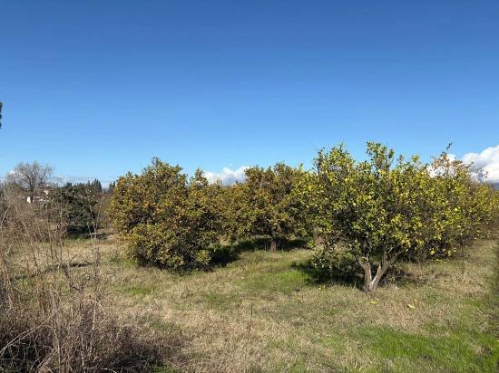 Tepearası'nda 23000m2 Müstakil Satılık Tarla