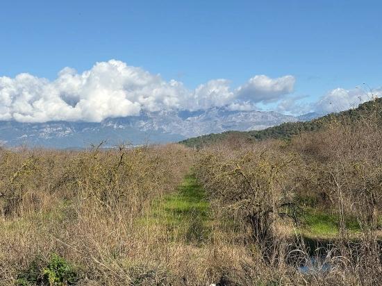 Tepearası'nda 23000m2 Müstakil Satılık Tarla