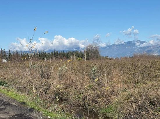 Tepearası'nda 23000m2 Müstakil Satılık Tarla