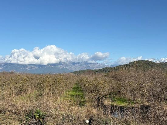 Tepearası'nda 23000m2 Müstakil Satılık Tarla
