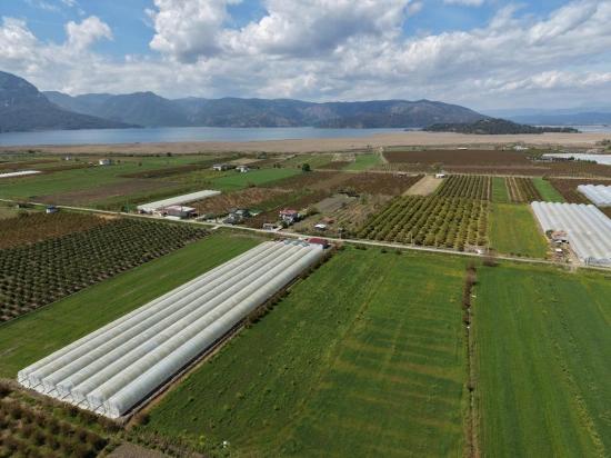 Eskiköy'de 16000m2 Satılık Nar Bahçesi