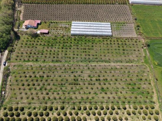 Eskiköy'de 16000m2 Satılık Nar Bahçesi