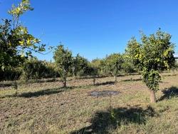 Ortaca Dalyan Mah. Satılık Tarla - Tarla İmar Durumlu - 6.600 m²