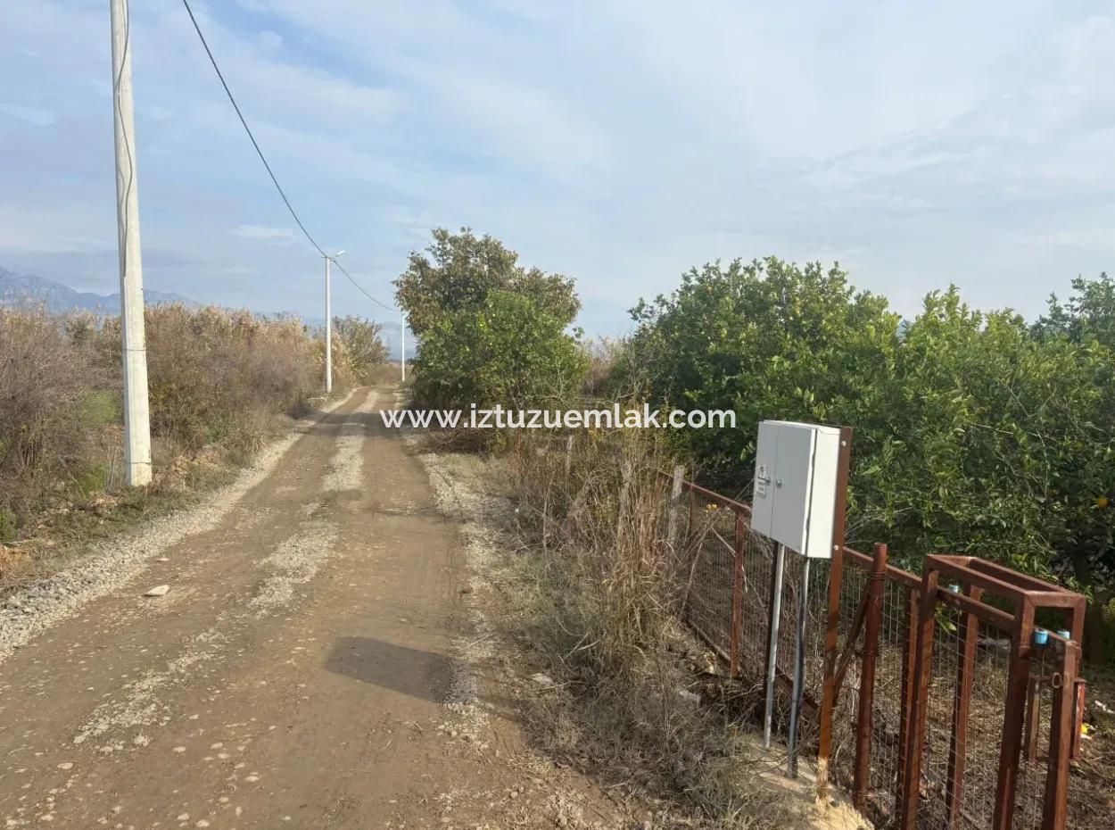 Tepearası'nda Tek Tapu 5617M2 Satılık Limon Bahçesi