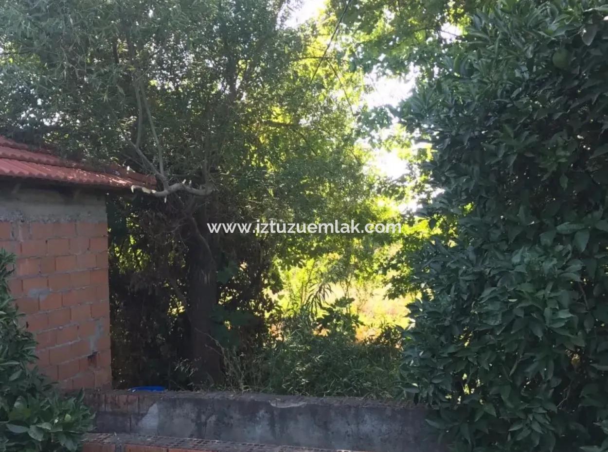 Doğuşbelenden Satılık Bahçe Arsa Köyceğiz Döğüşbelende Satılık Narence Bahçesi