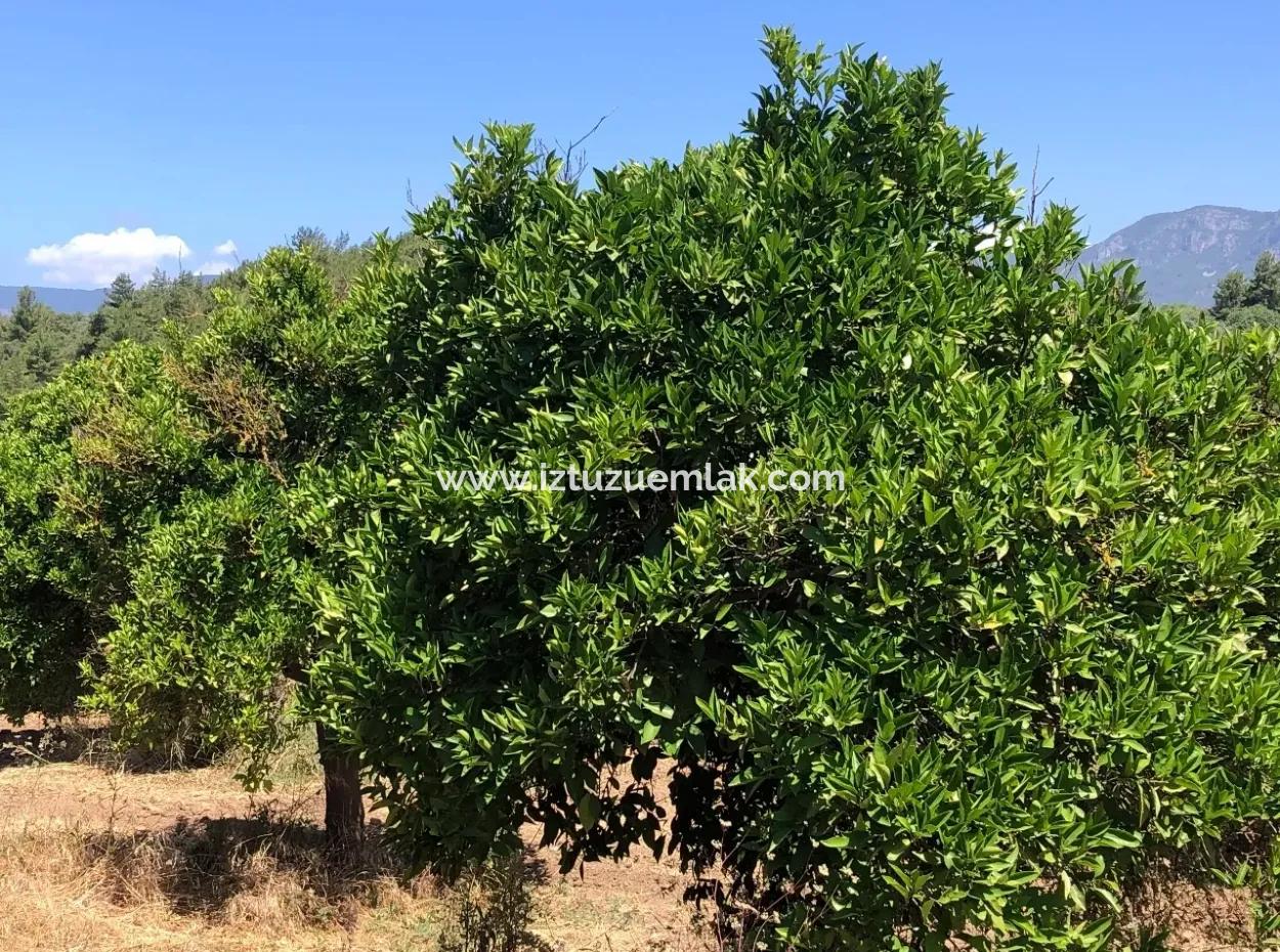 Akyaka Gökçe Satılık Bahçe Denize Yakın 38,000M2 Satılık Arsa