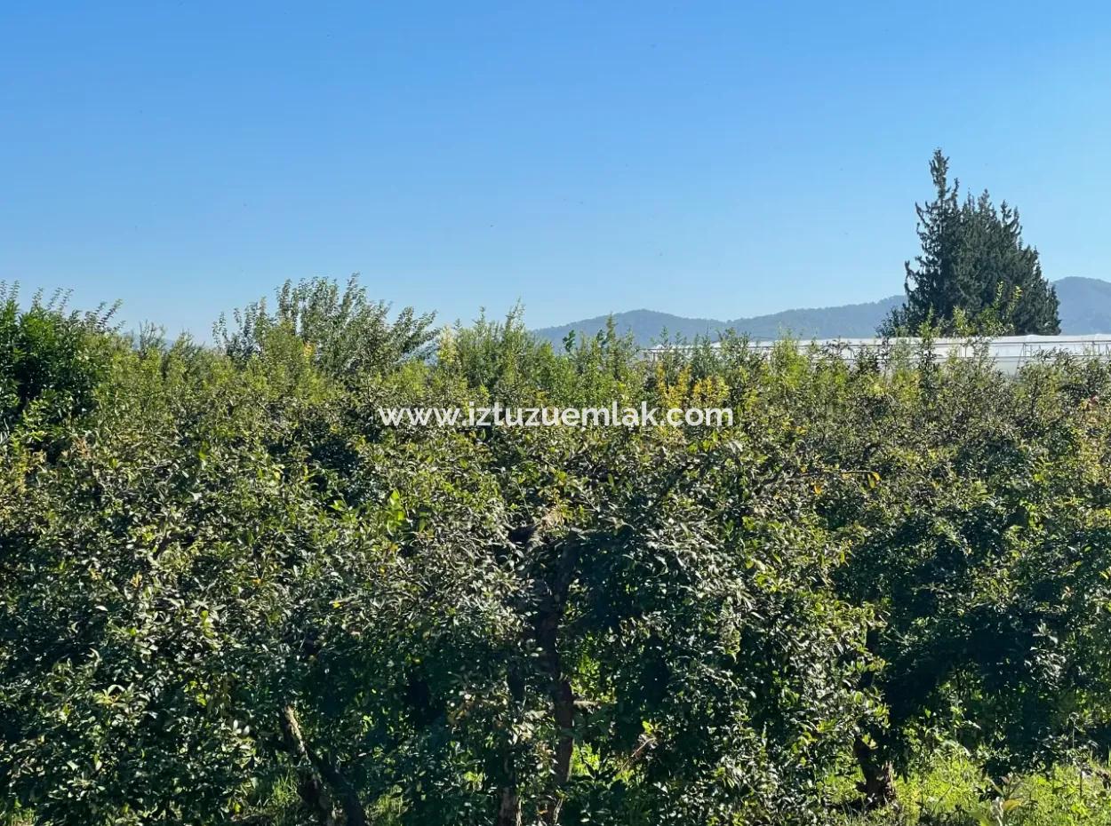 Dalyan'da Satılık 2223M2 Tarla