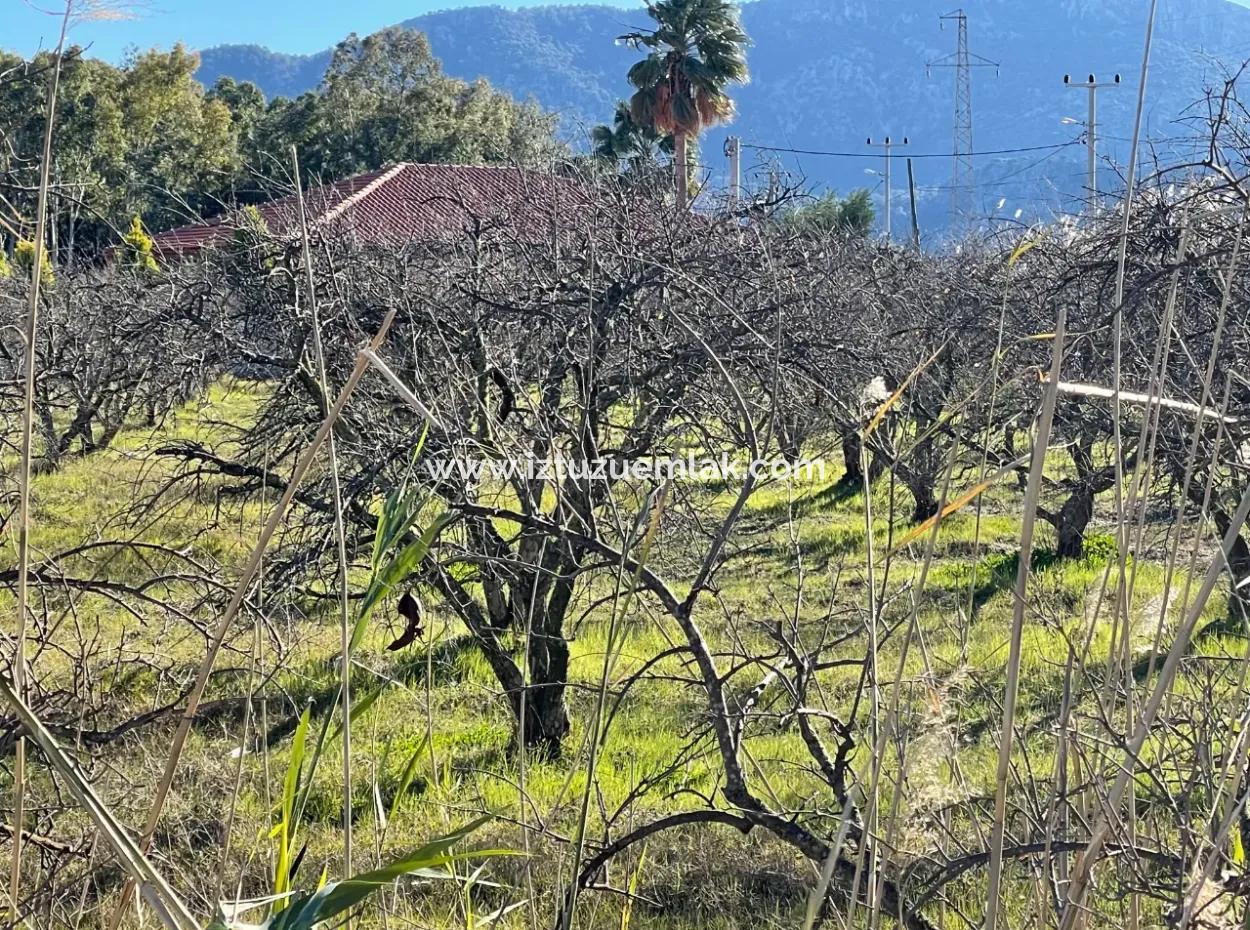 Dalyan İztuzu Yoluna Sıfır 5216M2 Satılık Tarla Arsa