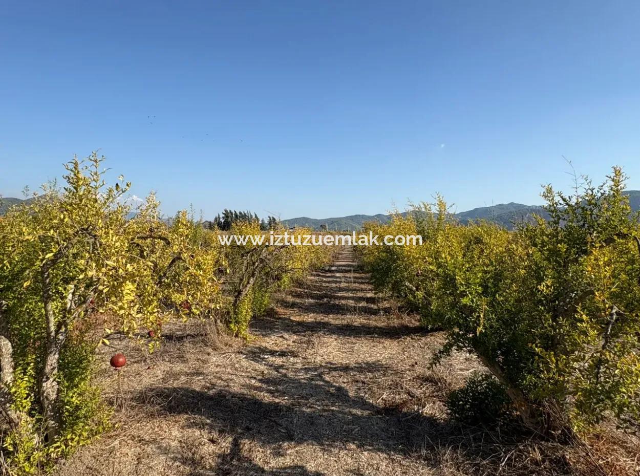 Eskiköy'de 19.663M2 Çiftlik Arazisi Ve Ev Satılıktır