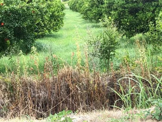 Dalyan Satılık Arsa Gülpınar 722M2 Satılık Arsa